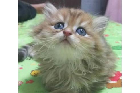 成約済の愛知県のペルシャ(チンチラ)-2879の2枚目